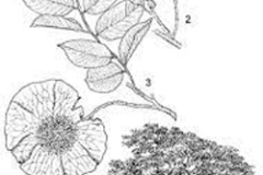 Plant-Illustration-of-African-Teak