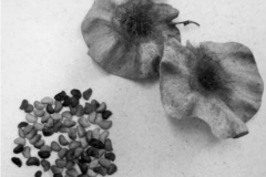 Seeds-of-African-Teak