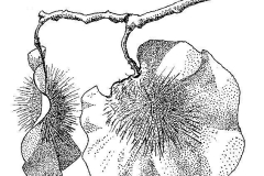 Sketch-of-African-Teak
