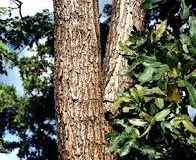 Trunk-of-African-Teak