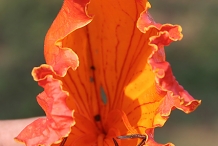 African-Tuliptree-flower
