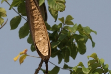 African-Tuliptree-fruit