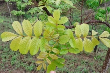 African-Tuliptree-leaves