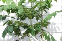 African-Tuliptree-plant