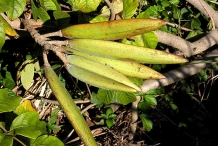 African-Tuliptree-seedpods
