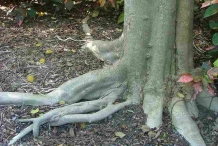 African-Tuliptree-trunk