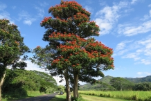 African-Tuliptree
