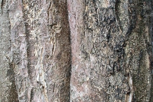 Bark-of-African-Tuliptree
