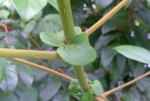 Close-up-of-younger-stem