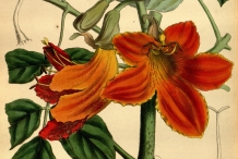 Illustration-of-African-Tuliptree