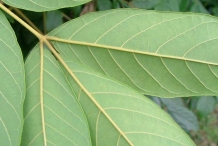 Leaflet-undersides-of-African-Tuliptree