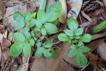 Seedlings-of-African-Tuliptree