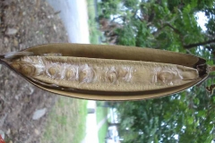African-Tuliptree-fruit-with-seeds