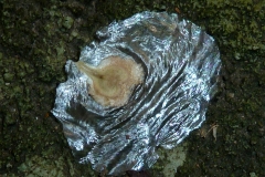 African-Tuliptree-seed