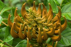 Flower-bud-of-African-Tuliptree