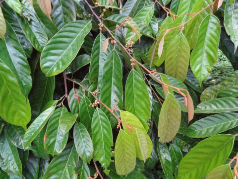 Leaves-of-African-Walnut