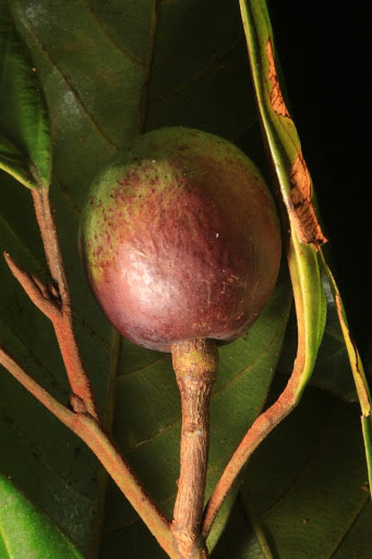 Maturing-African-walnut-fruit