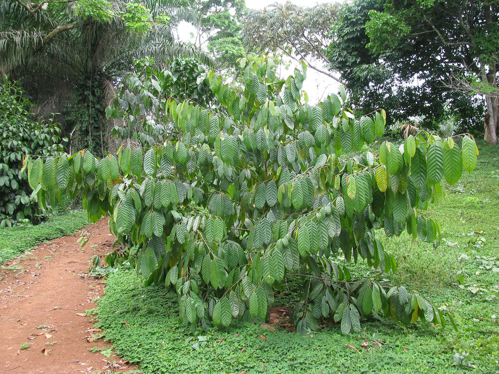 Small-African-walnuts-plant