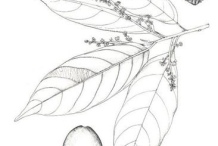 Sketch-of-African-walnut
