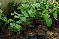 African-walnut-seedling