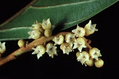 Flowers-of-African-walnut