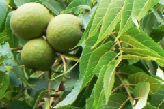 Immature-fruits-of-African-Walnut