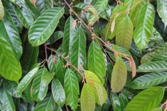 Leaves-of-African-Walnut