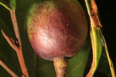 Maturing-African-walnut-fruit