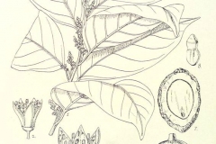 Plant-Illustration-of-African-walnut