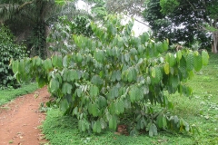 Small-African-walnuts-plant