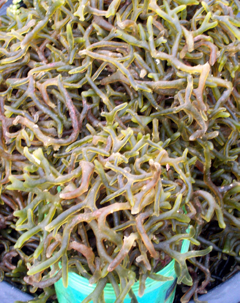 Agar-sea-weed