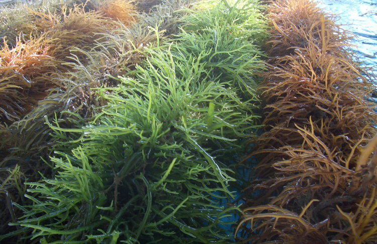 Agar-seaweed