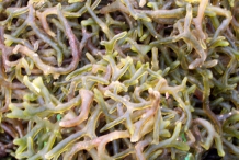 Agar-sea-weed