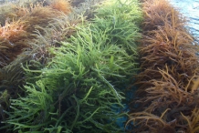Agar-seaweed