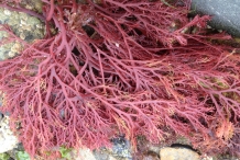 Agar-seaweed