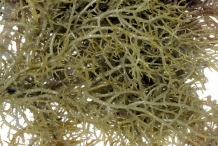 Agar-seaweed