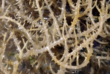 Agar-seaweed