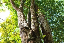 Agar-Wood--Aloeswood