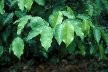 Agar-Wood--Sasi