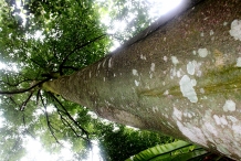 Agar-wood--Aloewood