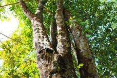 Agar-Wood--Aloeswood