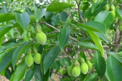 Agar-Wood--Bois-d'Aigle