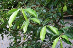 Agar-Wood--Eaglewood