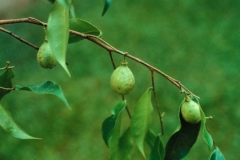 Agar-Wood--Indian-Aloewood