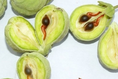 Agar-Wood--Lign-aloes