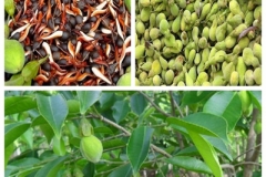 Agar-Wood--Malayan-Eaglewood-Tree