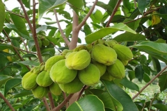 Agar-Wood--Paradise-Wood