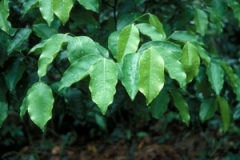 Agar-Wood--Sasi