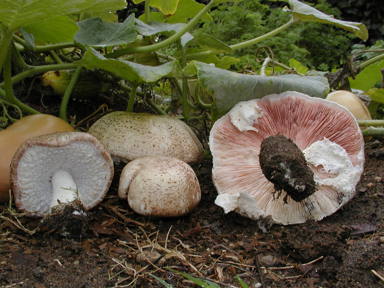 Agaricus-Blazei-Mushroom-2