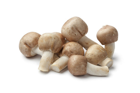 Agaricus-Blazei-Mushroom-3